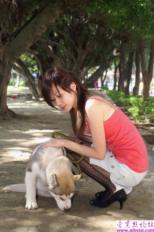 树荫下溜狗的美腿丝袜美女