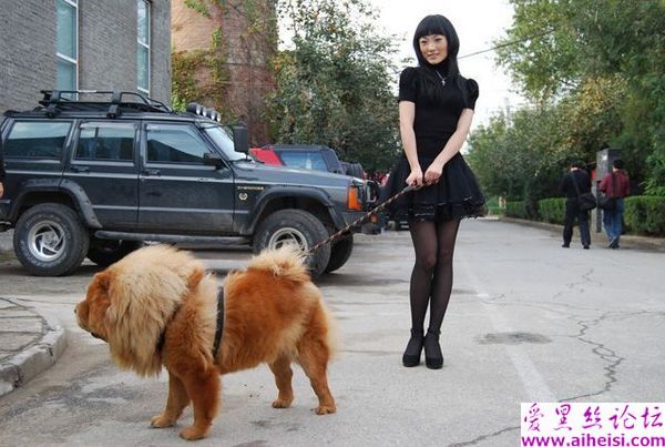 黑裙黑丝