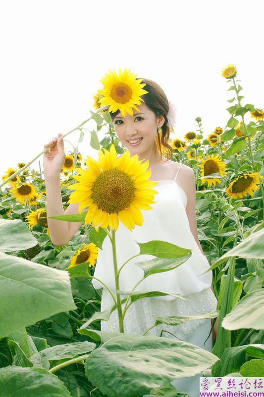 在太阳花丛中拍摄的漂亮美女图片