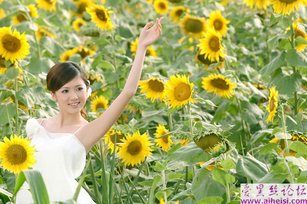在太阳花丛中拍摄的漂亮美女图片